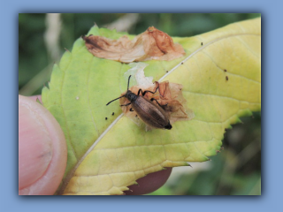 Darkling Beetle (Lagria hirta) in Hetton Park. 24th July 2022.jpg